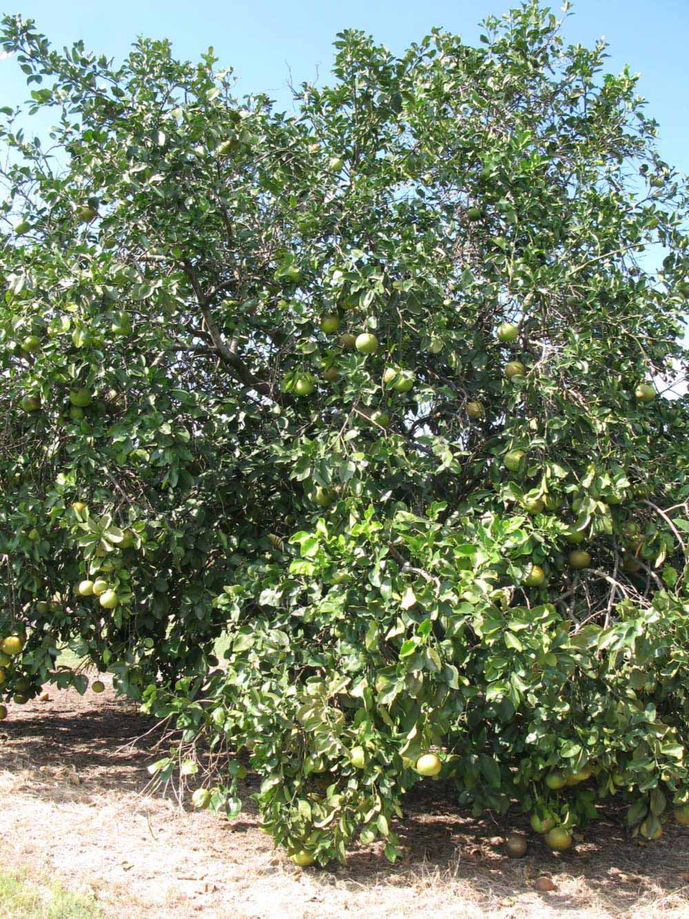            Habit (Winter Haven, FL)   